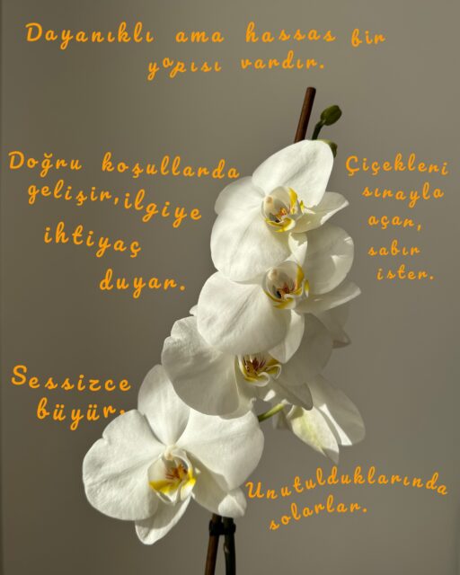 tıpkı bizler gibi🪴 
.
.
.
.
.
.
.
.
.
#psychology #psikoloji #farkındalık #ozsefkat #duygular